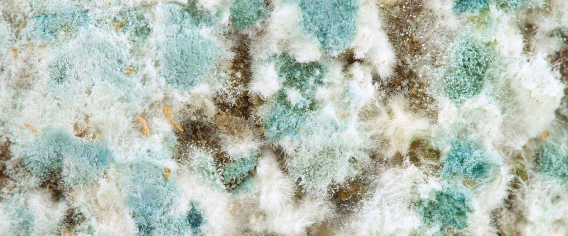 Does a 10x20x2 Air Filter Help With Mold Spores?